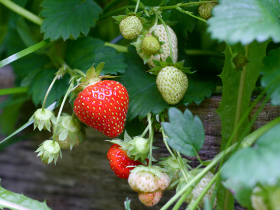 Frutos del bosque en la terraza