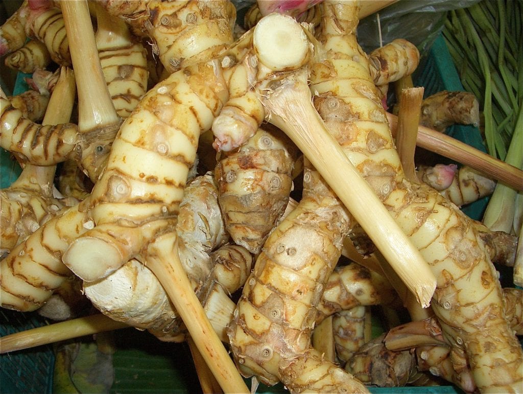 Galanga (Alpinia galanga): cultivo, cosecha y usos del rizoma