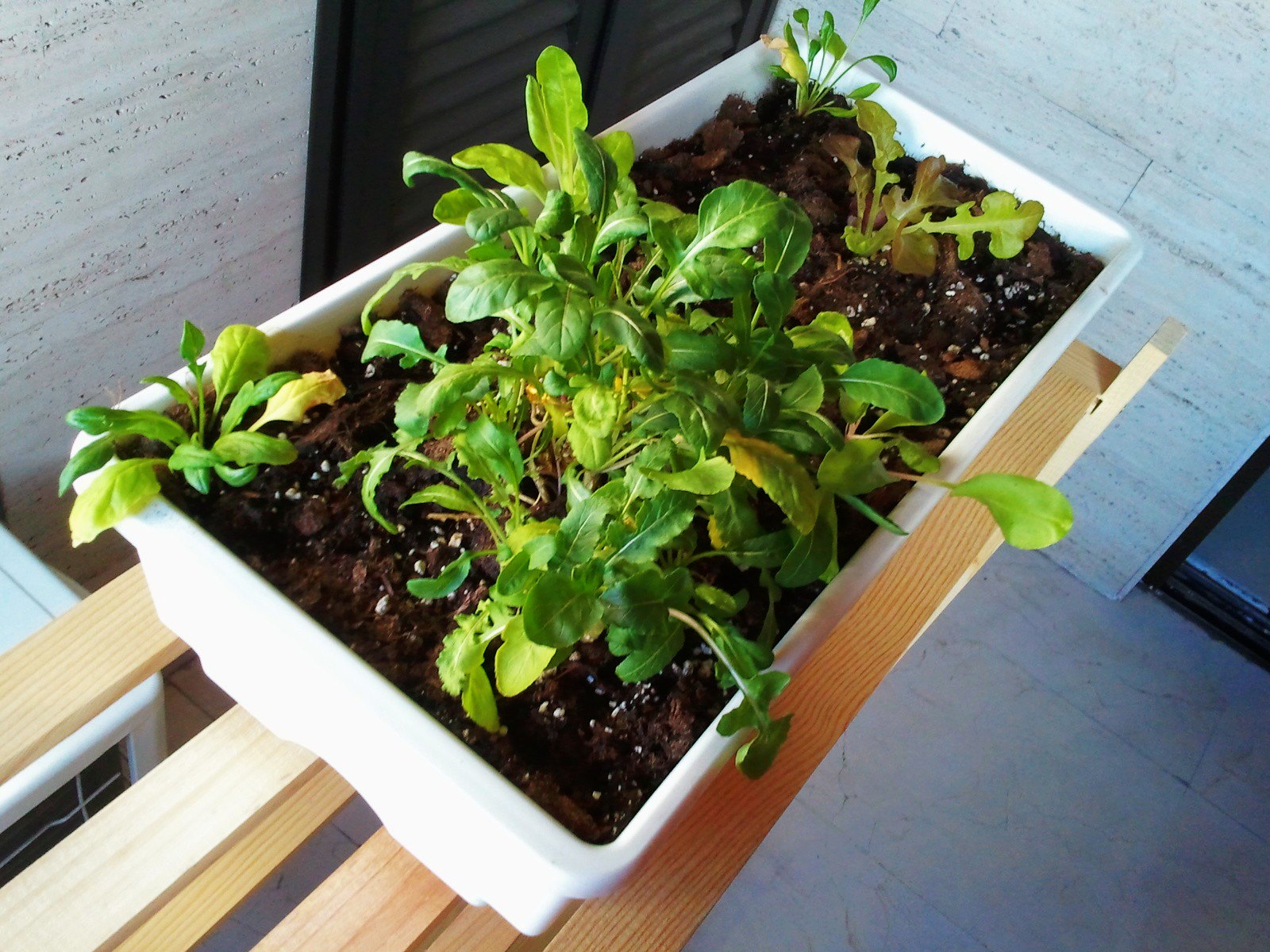 Huerto en el balcón: guía práctica de cultivo en maceta