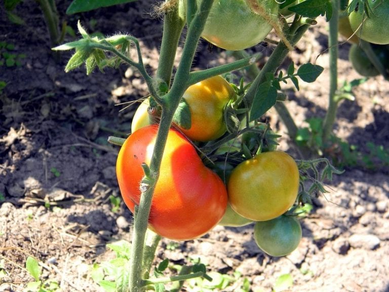 Racimo de tomate en rama madurando en la planta