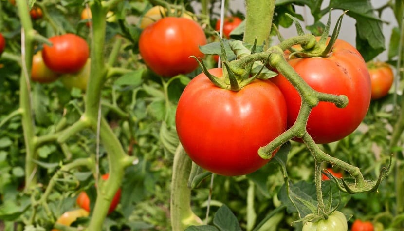 Plagas del tomate: identificarlas y tratarlas bien