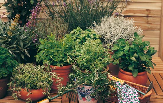 Plantas aromáticas en maceta: cultivo, riego y poda