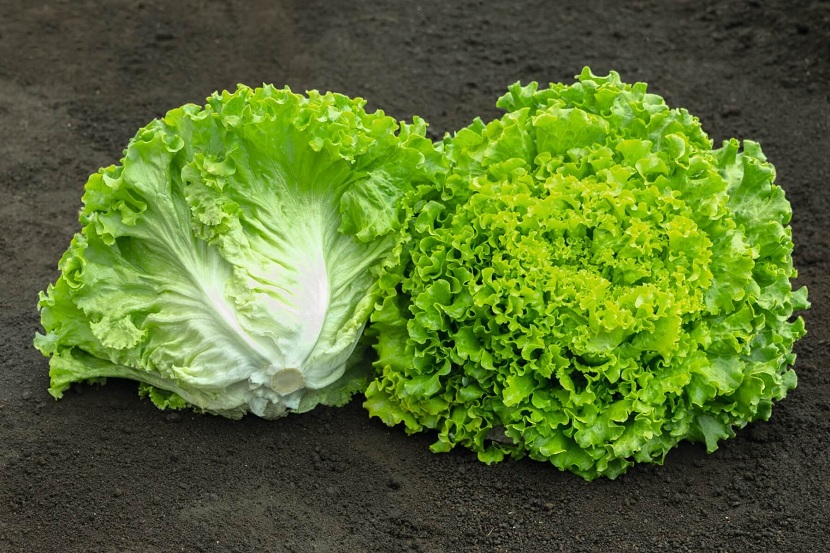 Lechuga batavia: variedades, cultivo y valor nutricional