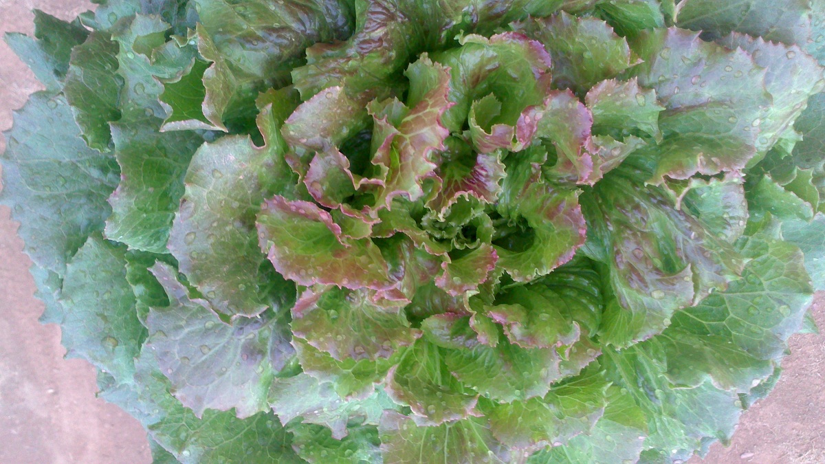 Lechuga maravilla: siembra, cultivo y cosecha paso a paso