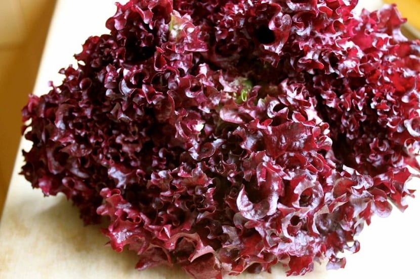 Lechuga morada: variedades, cultivo y por qué pierde color