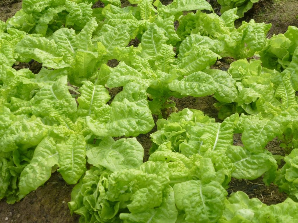 Cultivar lechuga romana: siembra, riego y corte