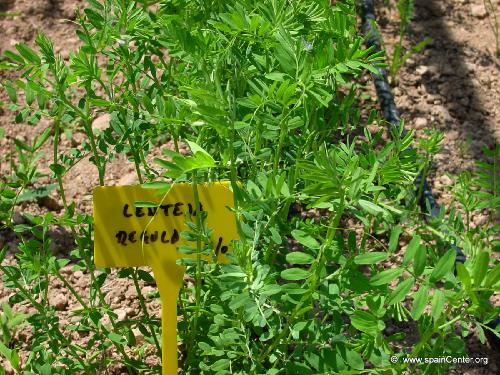 Cultivo de lentejas en el huerto paso a paso