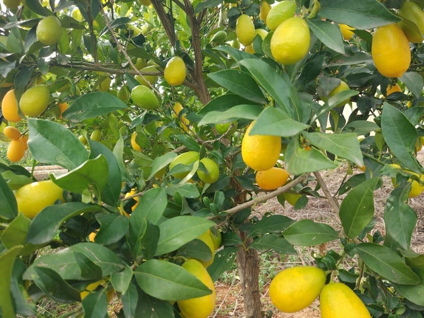 Limequat: cultivo, resistencia al frío y cómo comerlo
