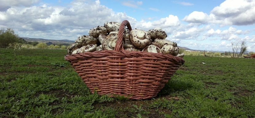 Cultivo de champiñones: compost, cobertura y cosecha