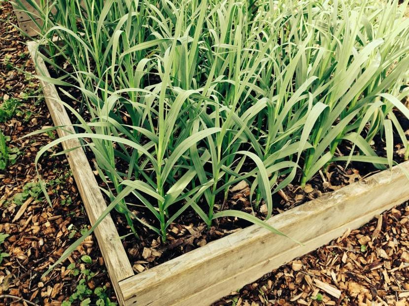 Plantas de ajo creciendo en líneas en el huerto