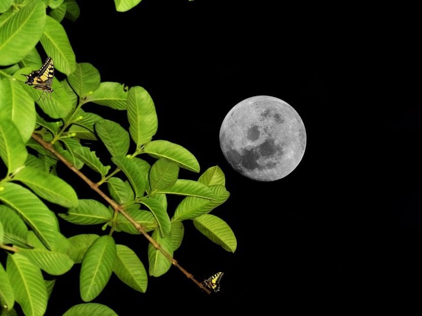 Luna llena sobre la silueta de un árbol al anochecer