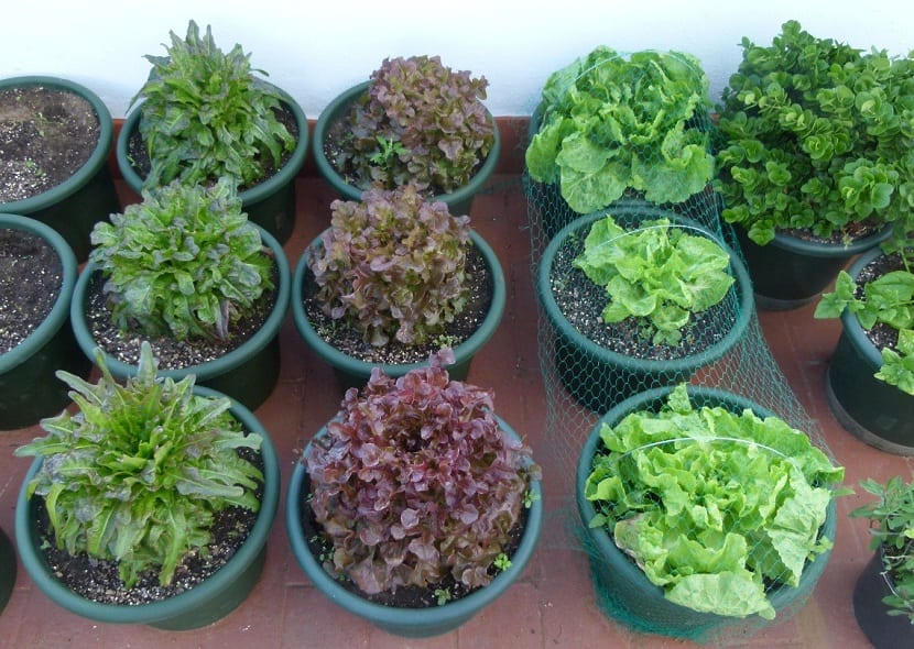 Macetohuerto: guía de cultivo en macetas y terrazas