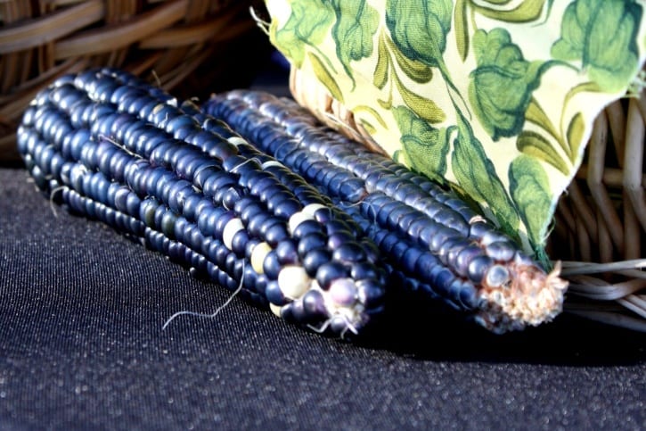 Maíz azul (Zea mays): siembra, polinización y cosecha