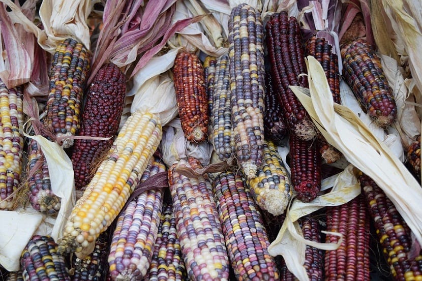 Maíz de colores Glass Gem: cultivo, cosecha y usos del grano