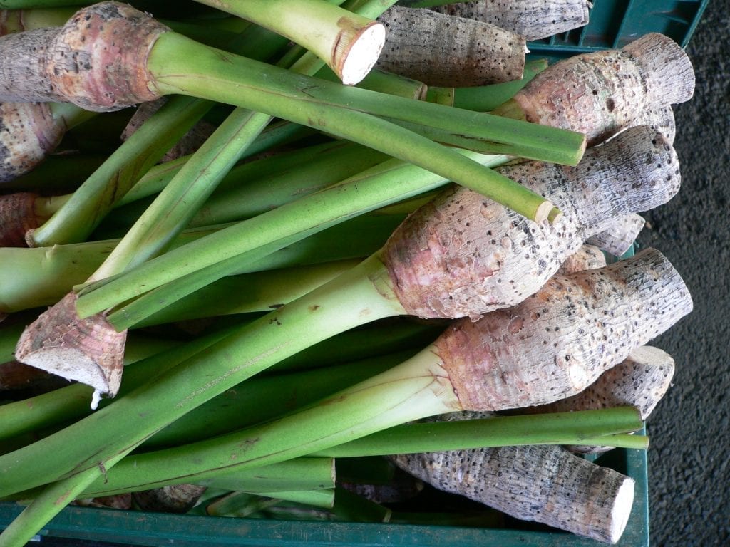 Malanga (Colocasia esculenta): cultivo, riego y cosecha