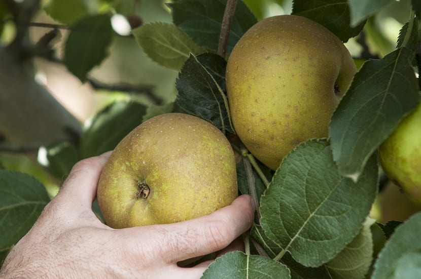 Manzanas reinetas madurando en el árbol