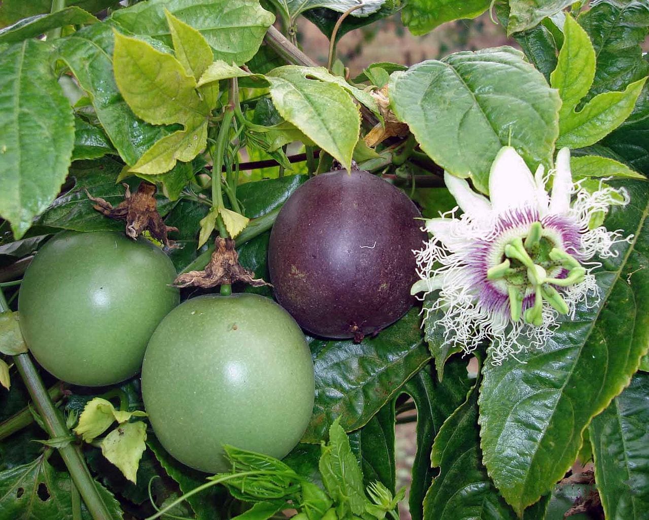 Maracuyá: cultivo, polinización y cuidados de Passiflora edulis