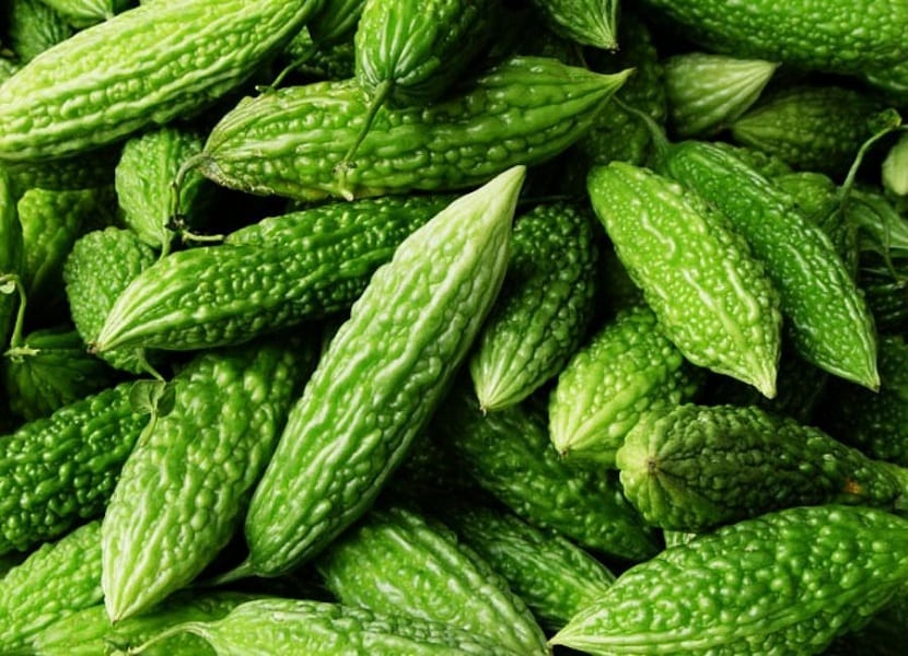 Melón amargo (Momordica charantia): cultivo y cosecha