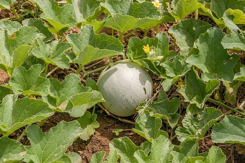 Cultivar melón en el huerto: riego, poda y punto de corte