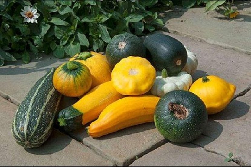 Hortalizas recién cosechadas del huerto