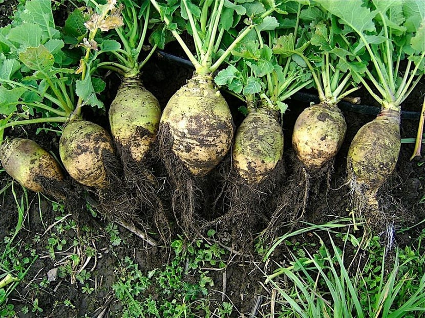 Nabicol: cultivo, cosecha y usos del colinabo de invierno