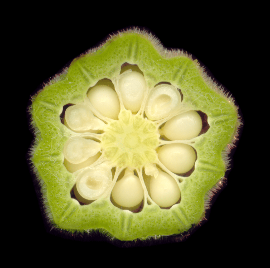 Cultivo de la ocra: siembra, riego y recolección