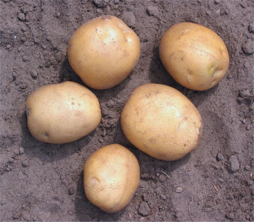 Patatas de siembra: qué son, cuándo y cómo plantarlas