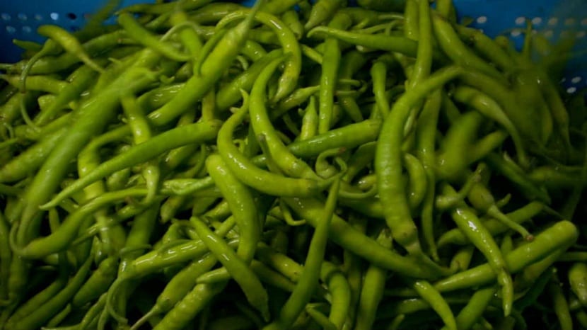 Piparras: cómo cultivarlas, cosecharlas y encurtirlas
