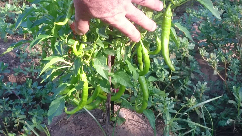 Plantas de piparras en cultivo