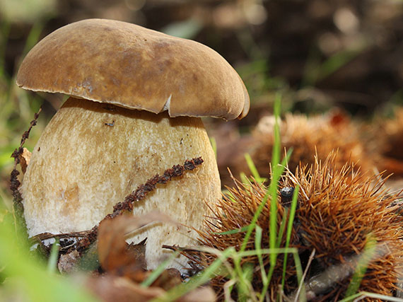Planta árboles con sus setas