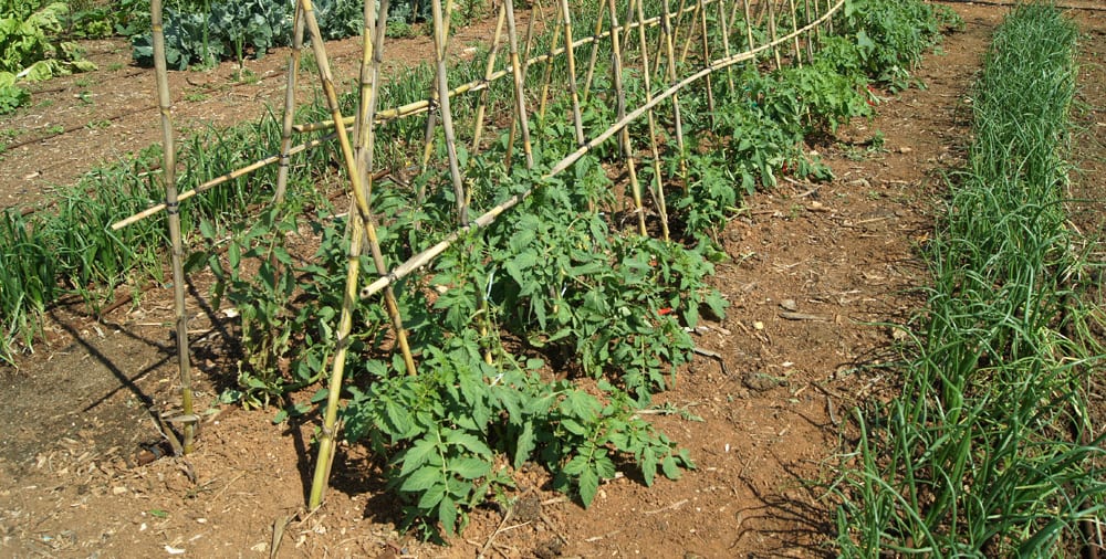 Cómo podar tomates: chupones, deshojado y despunte