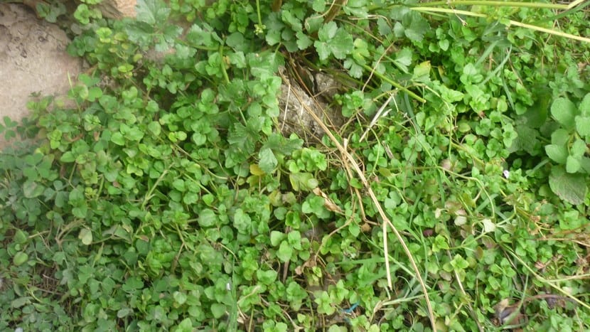 Planta de poleo, Mentha pulegium, en floración