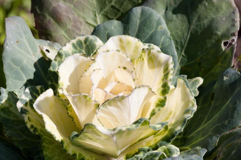 Col ornamental: cultivo, color con el frío y cuidados