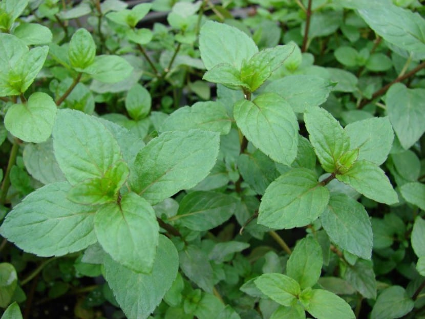 Mata de menta piperita con hojas verde oscuro