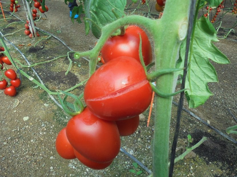 Tomate con una raja abierta en la zona del pedúnculo