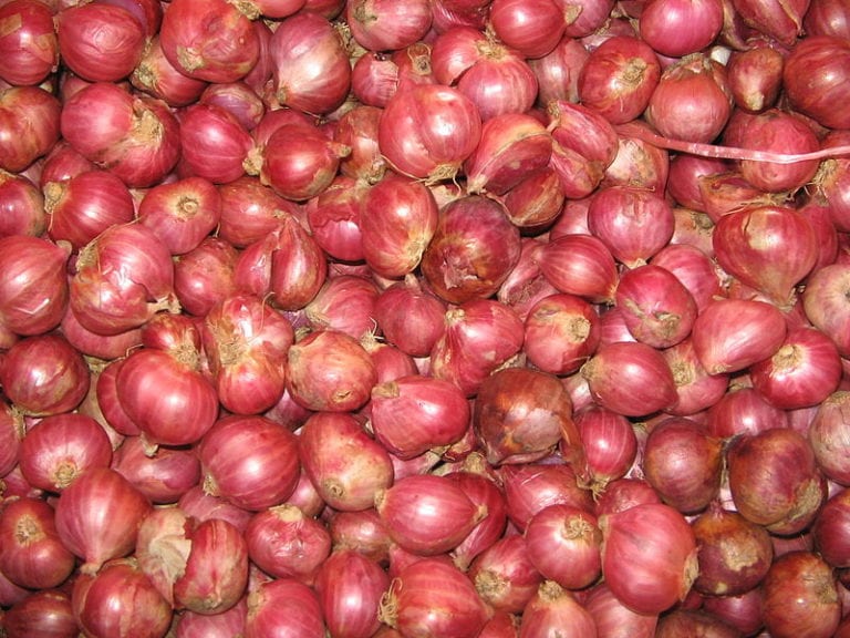 Bulbos de chalota agrupados en ramillete