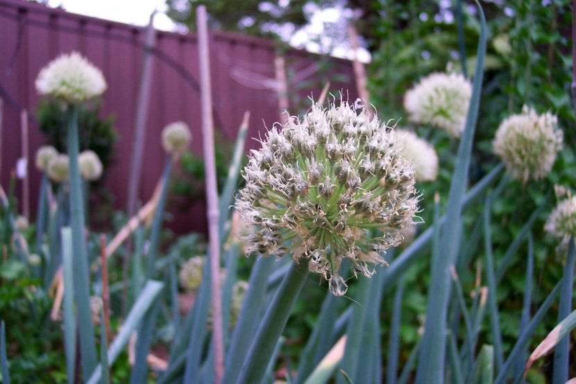 Flor esférica de la chalota