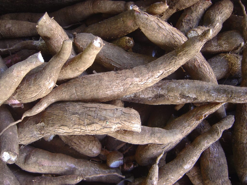 Mandioca: qué es, cómo se cultiva y usos de la yuca