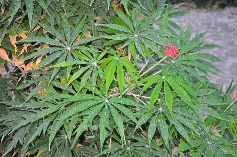 Planta de mandioca, Manihot esculenta, con sus hojas palmeadas