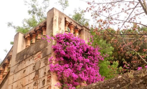 Brácteas coloridas de la Santa Rita o buganvilla