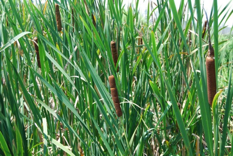 Espadaña Typha latifolia en la orilla de un estanque