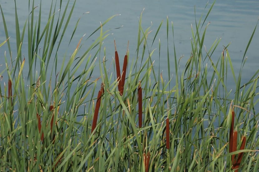 Espadaña (Typha latifolia): cultivo y control en estanque