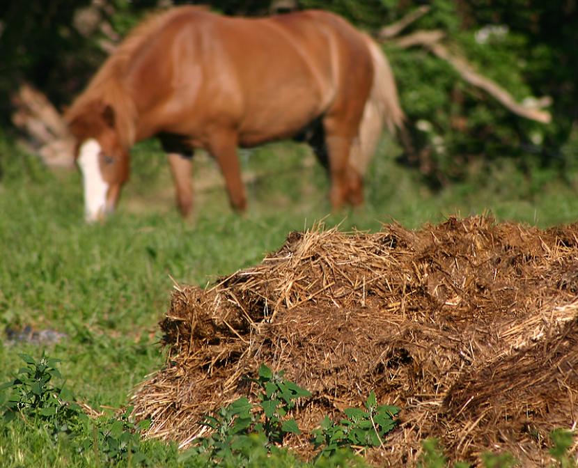 Fertilizantes caseros: qué aporta cada uno y cómo usarlos