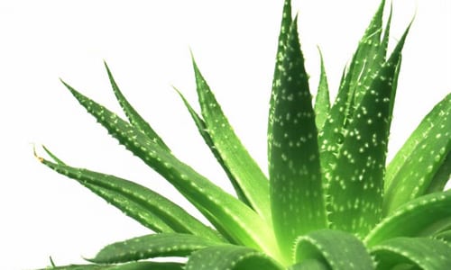 Plantas medicinales cultivadas en macetas en casa