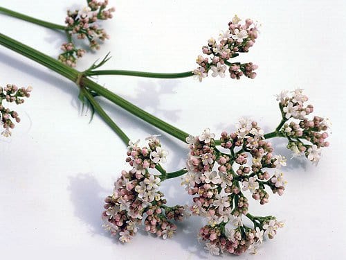 Plantas medicinales en casa: 5 especies fáciles y su uso