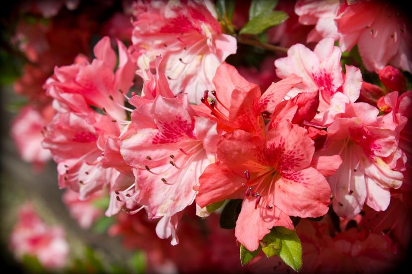 Plantas acidófilas: 7 tipos y cómo cultivarlos con éxito