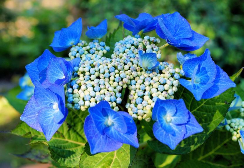 Hortensia en flor, arbusto acidófilo de jardín