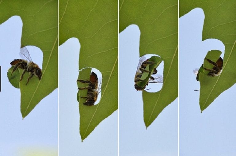 Hoja de rosal con los recortes circulares característicos de Megachile