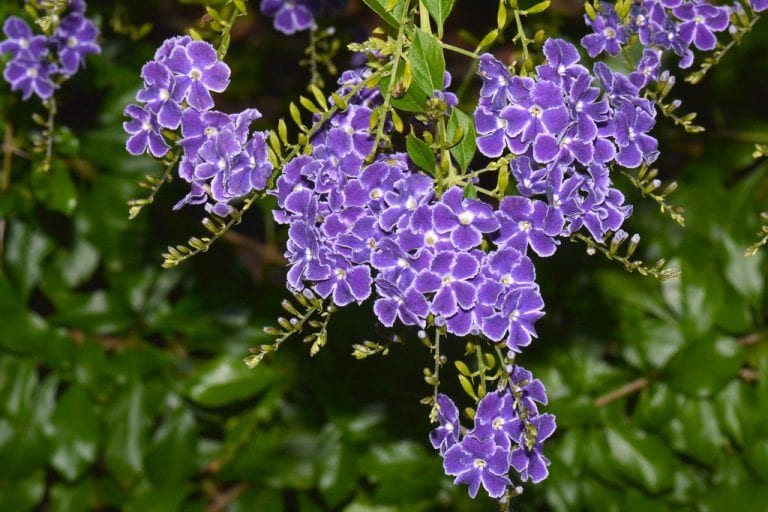 Flores de Duranta repens en plena floración