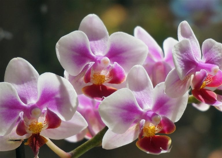 Vara floral de Phalaenopsis en plena apertura